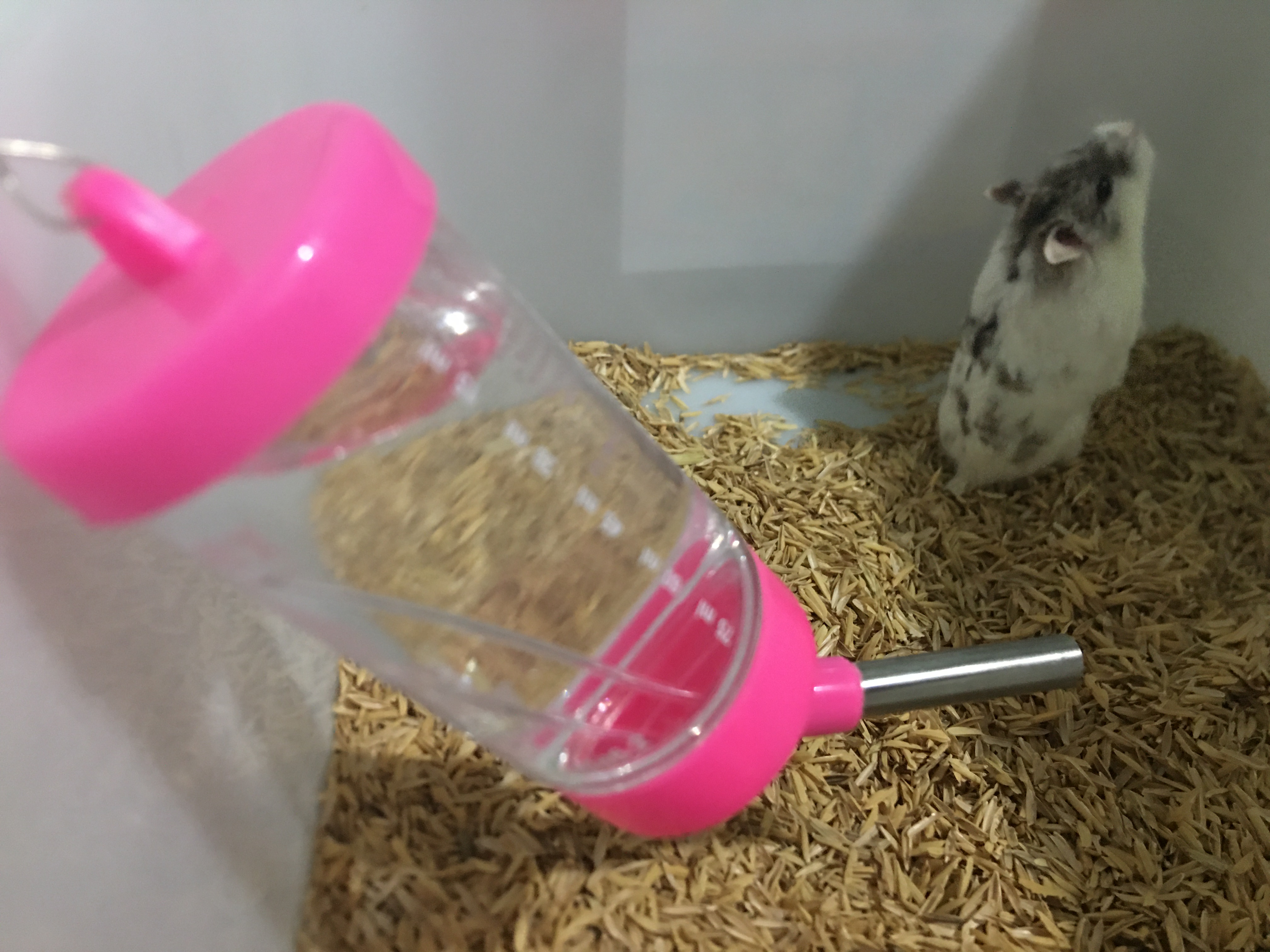 Bình Nước Bi 80Ml và 125ml Cho Hamster.