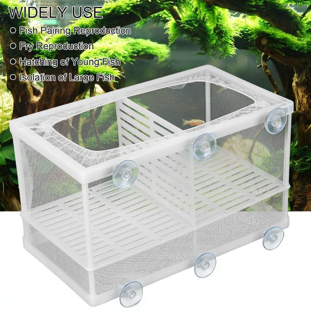Fish Separation With Suction Cup Aquarium Fish Breeder Box With ...
