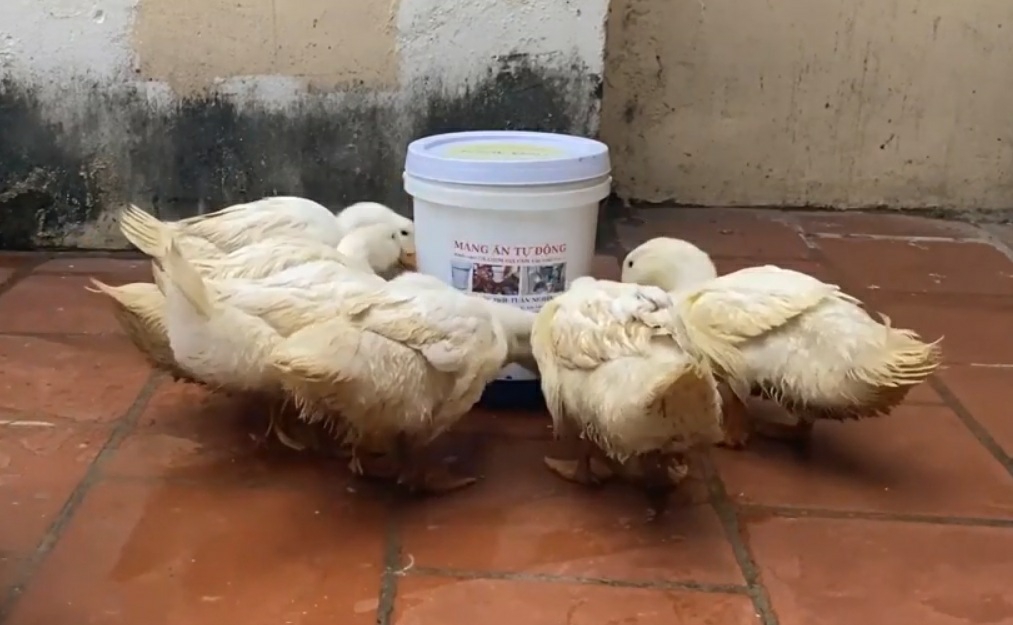 Máng ăn tự động cho Gà,Vịt,Ngan dùng hiệu quả nhất.
