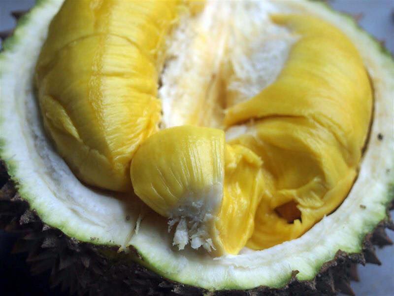 Cây giống Sầu Riêng Chuồng Bò. [ Giống ghép đầu dòng ].