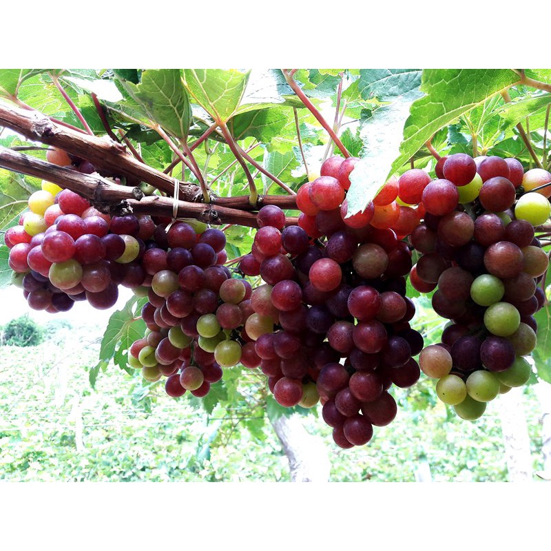 cây giống nho đỏ ninh thuận trái dài