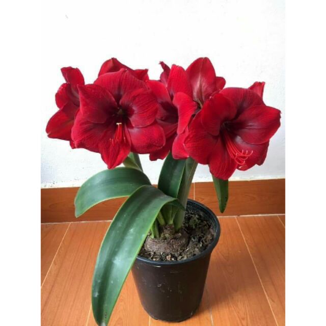 củ hoa huệ tây ' đỏ gáo " đà lạt - củ mẹ