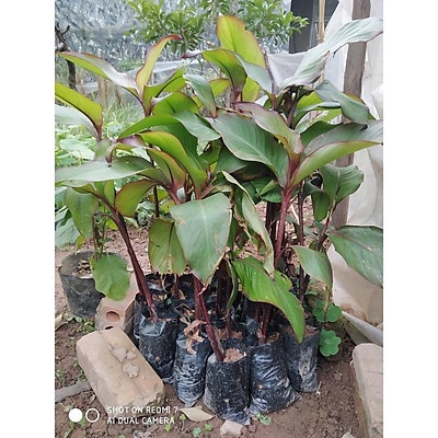 cây dong riềng đỏ - 1 thân giống