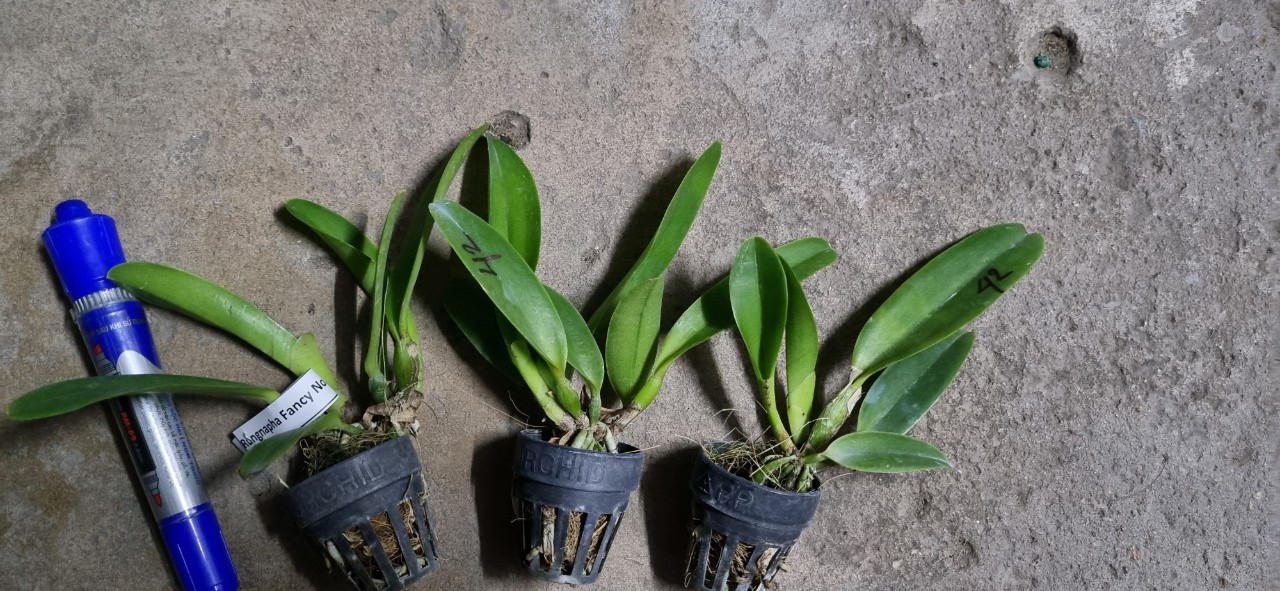 HOA LAN CATT WARM WELCOME giống Cao 7-12Cm
