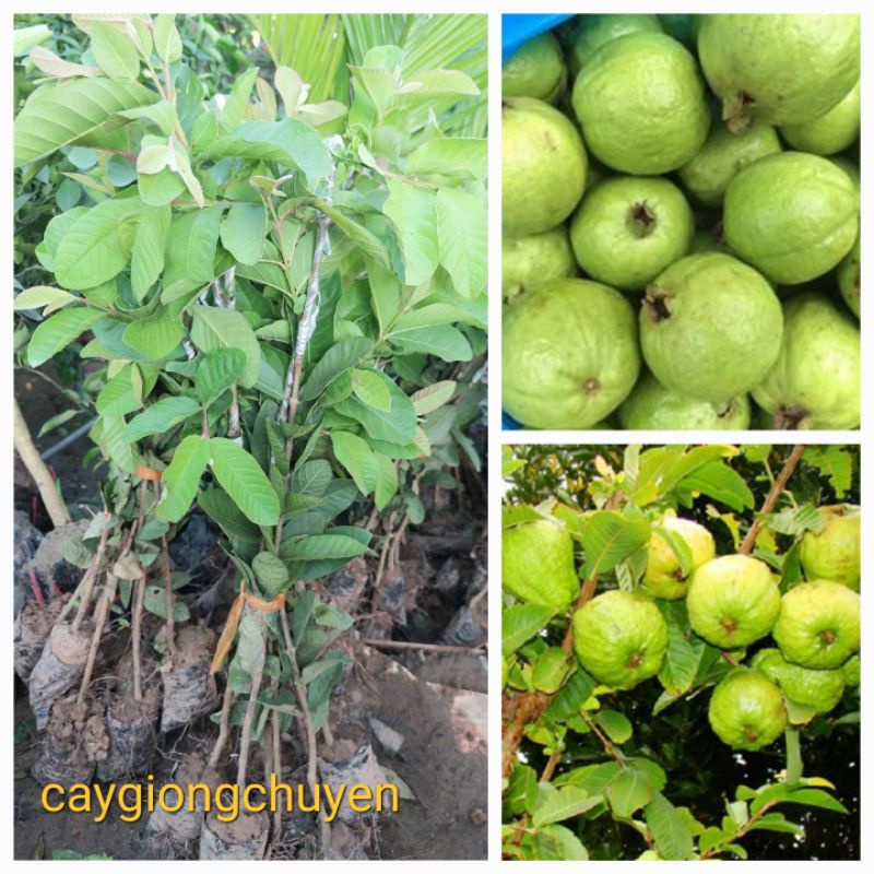 CÂY GIỐNG ỔI GĂNG