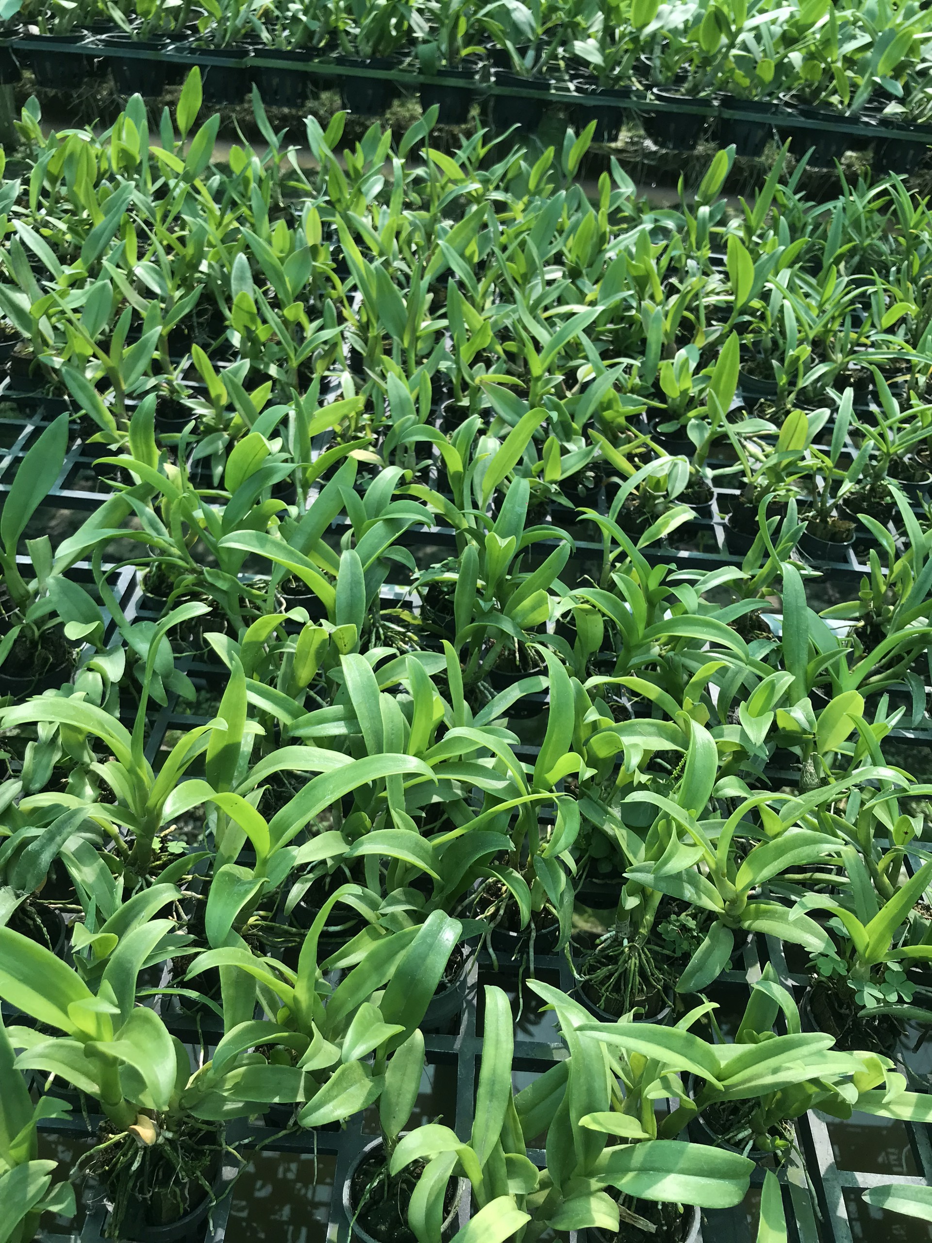 HOA LAN NẮNG 4N XƯA