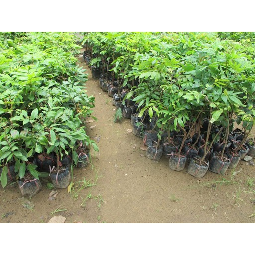 cây giống nhãn thái ido miền nam