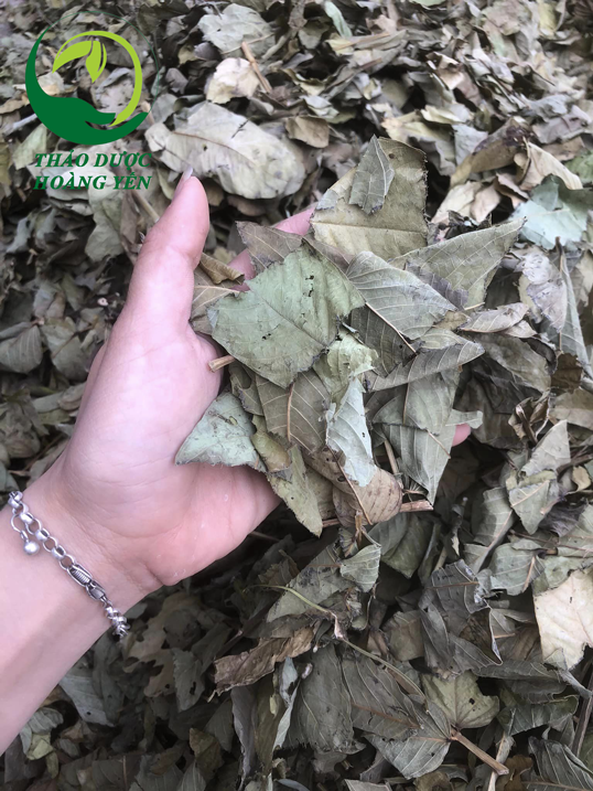 lá muồng trâu khô 1kg