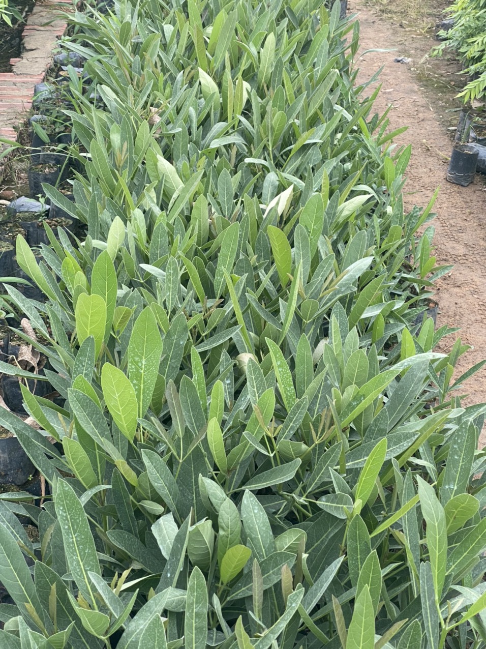 combo 2 cây chuông vàng đẹp cao 45cm