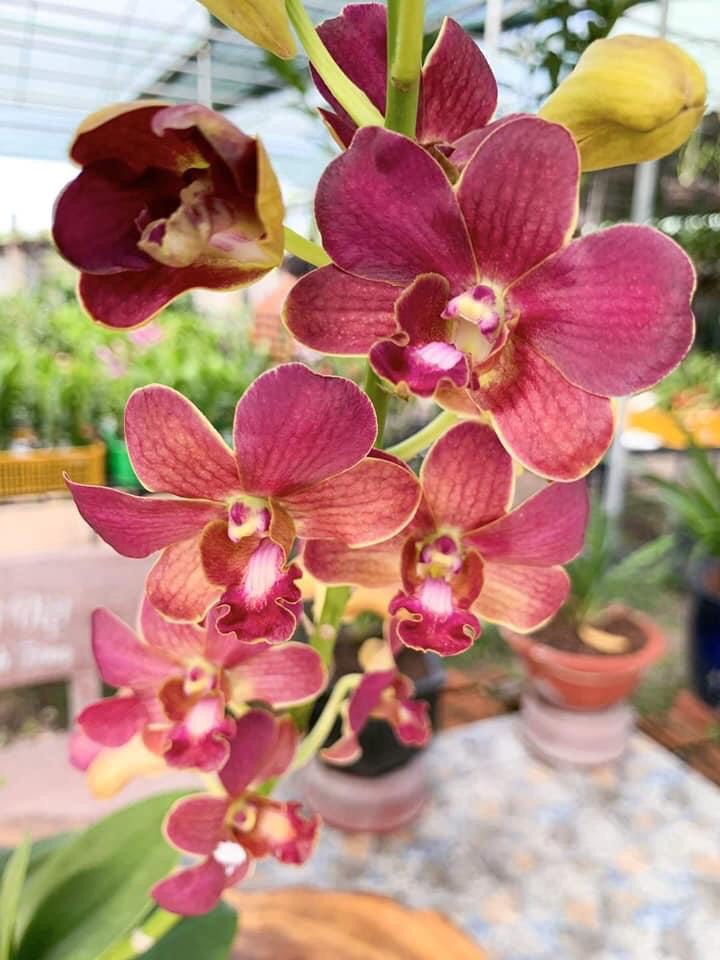 HOA LAN ĐỎ MĂNG CỤT