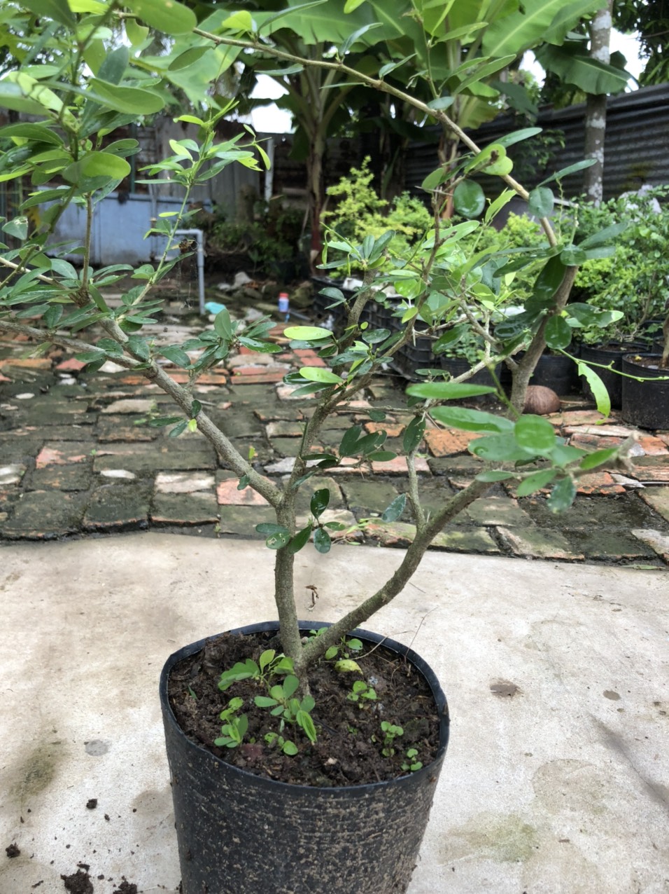 Linh sam trắng phớt hồng
