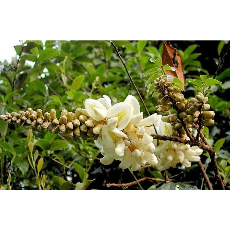 bầu cây giống cây cát sâm (Cây Sâm Nam)