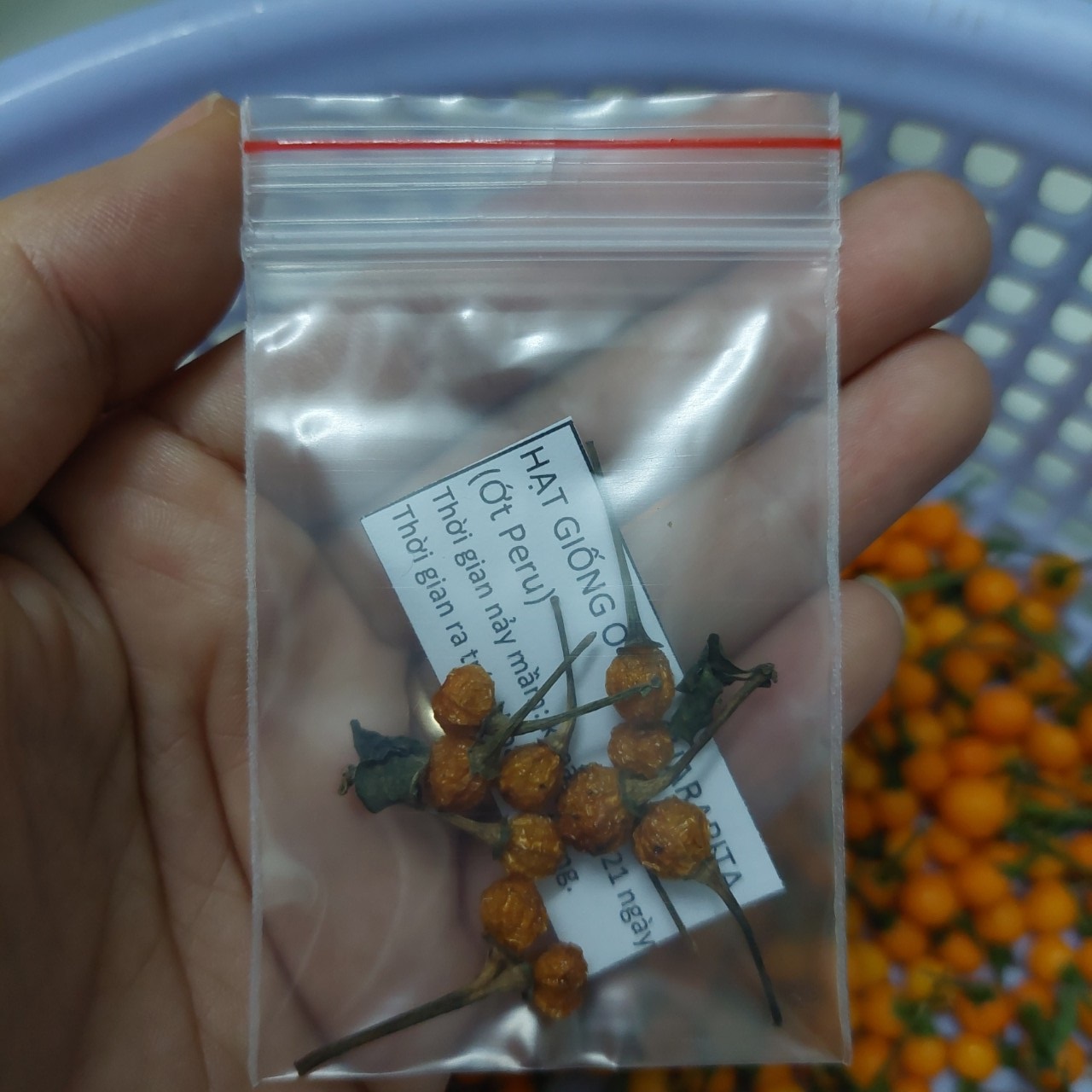 [Seeds] Hạt giống ớt Peru-Charapita