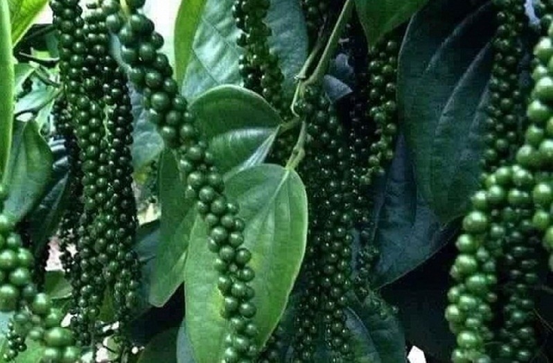 Dây tiêu xanh Giống Srilanka ,hồ tiêu