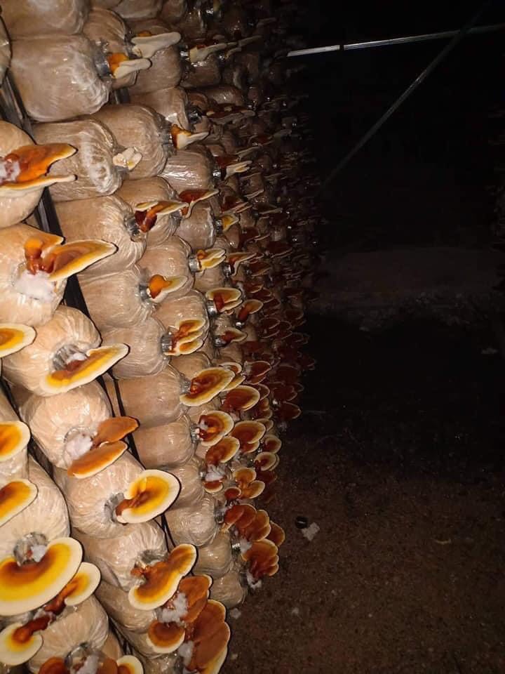 Phôi nấm Linh chi (01 kiện 06 bịch)