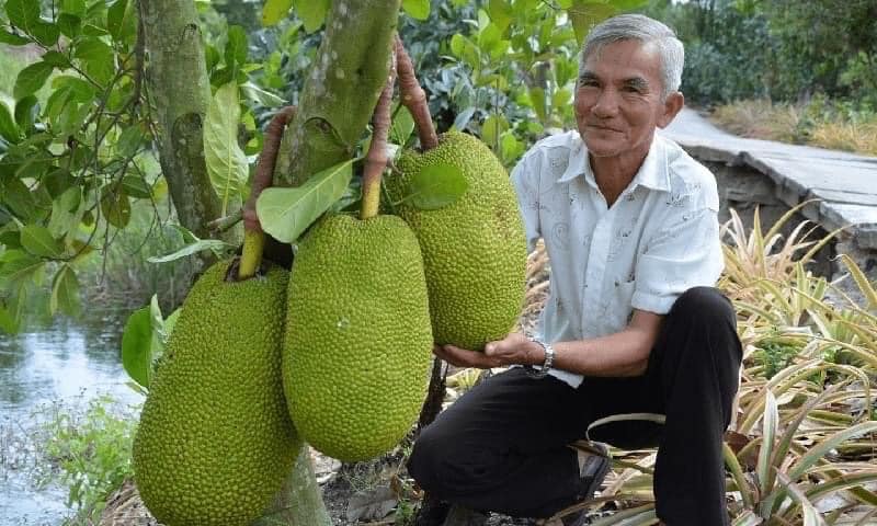 COM BO 3 CÂY MÍT( Mít thái siêu sớm.Mít ruột đỏ indonesia.Mít quả dài malaysia.)CAM KẾT CHUẨN GIỐNG