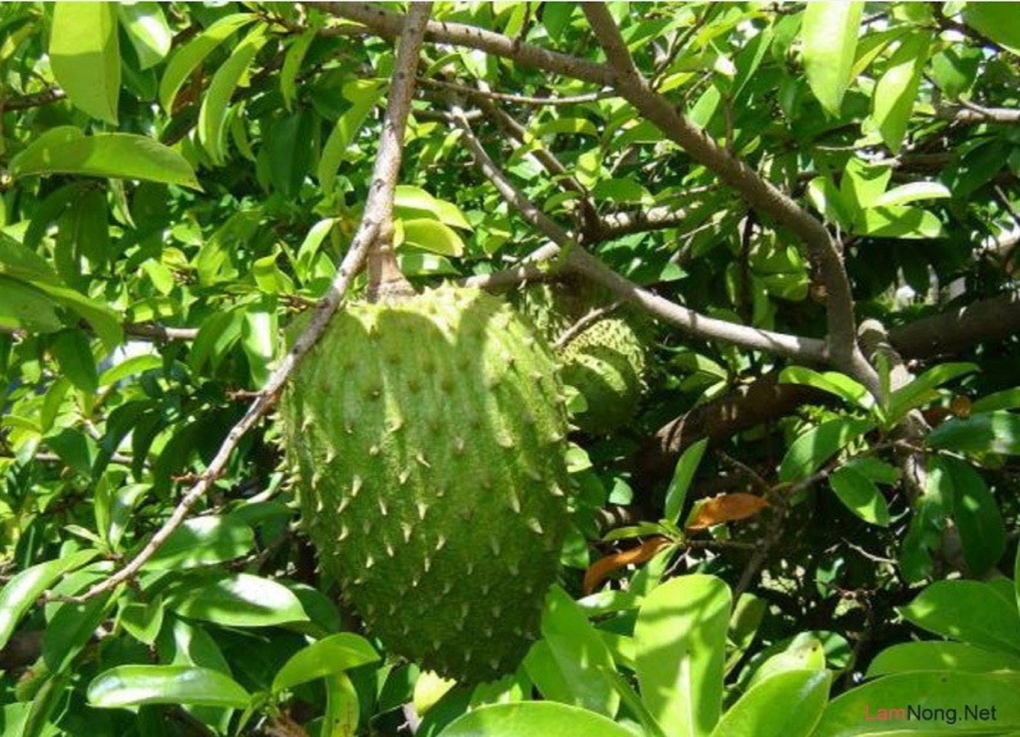 Cây giống Mãng cầu xiêm Thái [ cây ghép cho trái sớm ]. [ MÃNG CẦU gai siêu sớm. ]