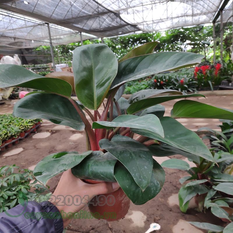 CHẬU CÂY TRẦU BÀ ĐẾ VƯƠNG TÍM( TRẦU BÀ ĐẾ VƯƠNG ĐỎ)