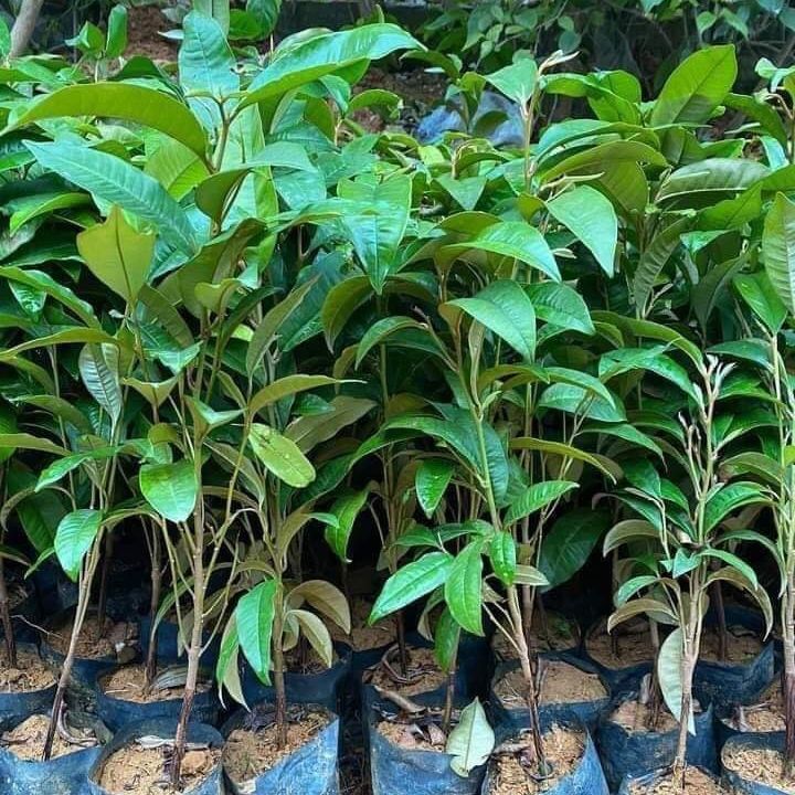 Cây vú sữa tím cao 25-50cm