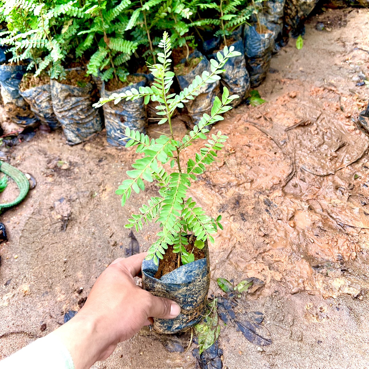 Cây giống bồ kết cao 20cm