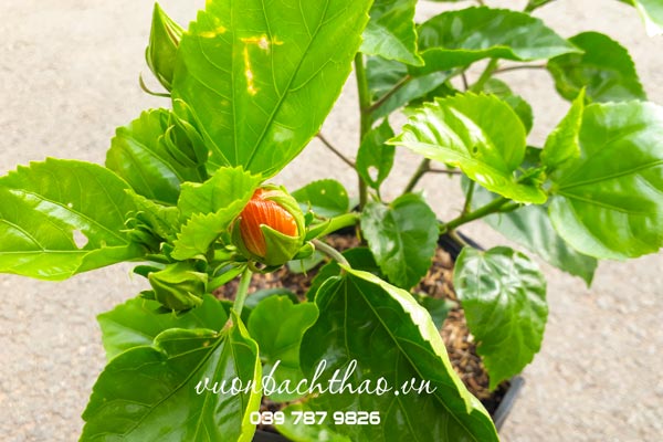 Cây Bông Bụt Thái Kép (Cây bông bụp thái kép) có hoa đẹp
