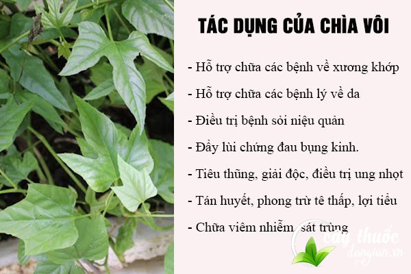 cây chìa vôi-cây giống