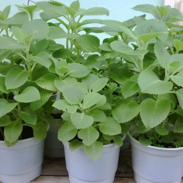 Cây giống húng chanh