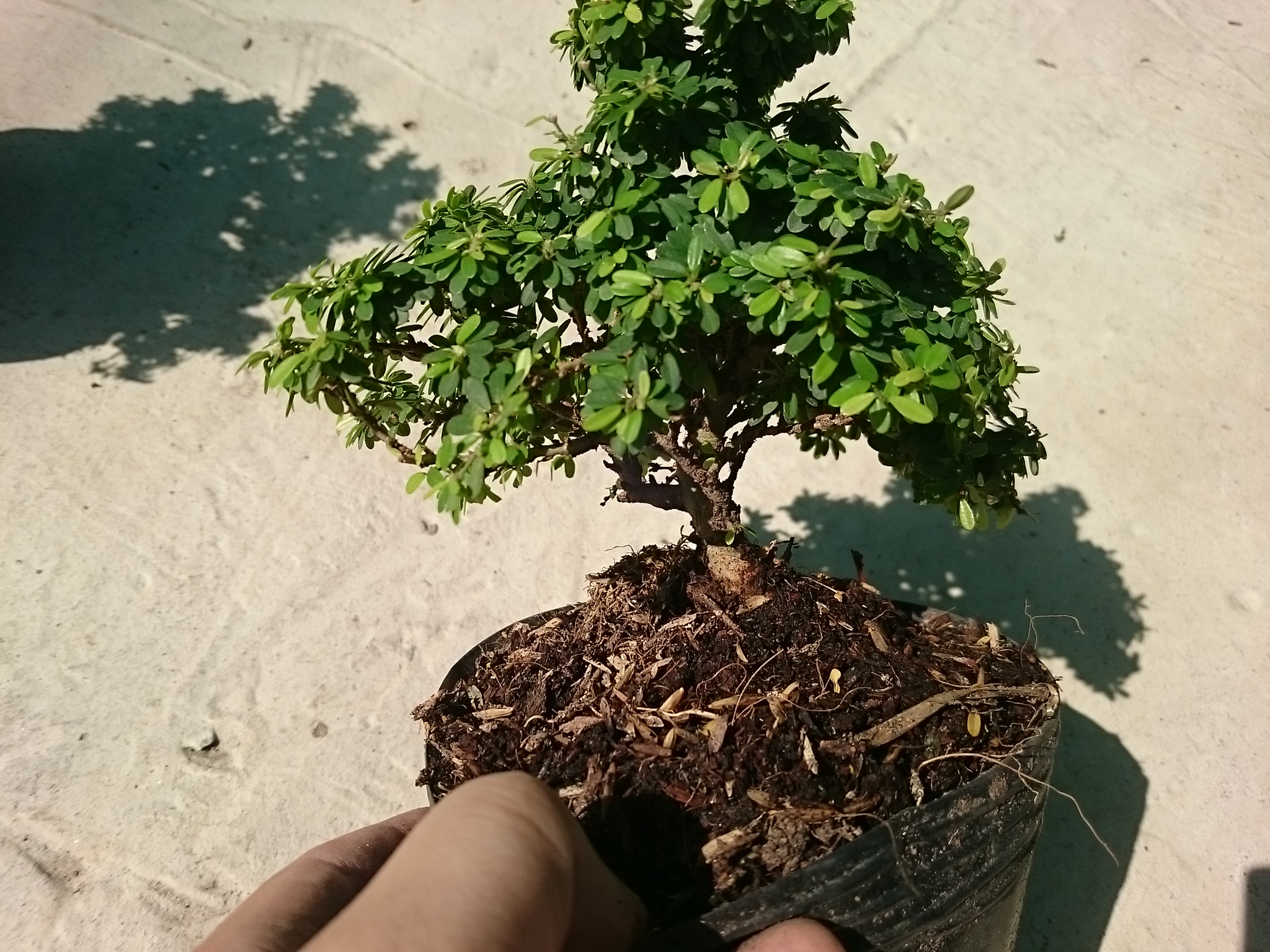 Cây Linh Sam Bonsai - cây cảnh bonsai