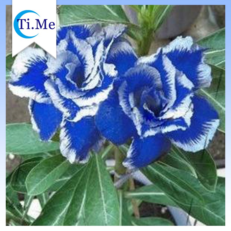 2Pcs Seeds Rare Blue White Desert Rose Adenium Flower Garden Exotic Perennial 