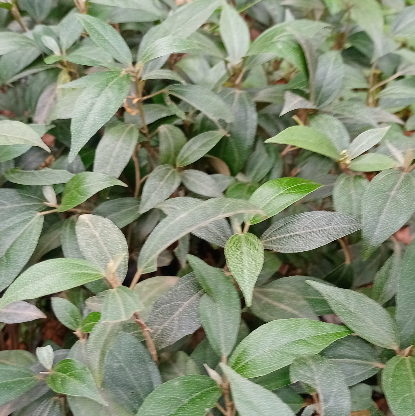 Khổ sâm cho lá chuẩn hàng