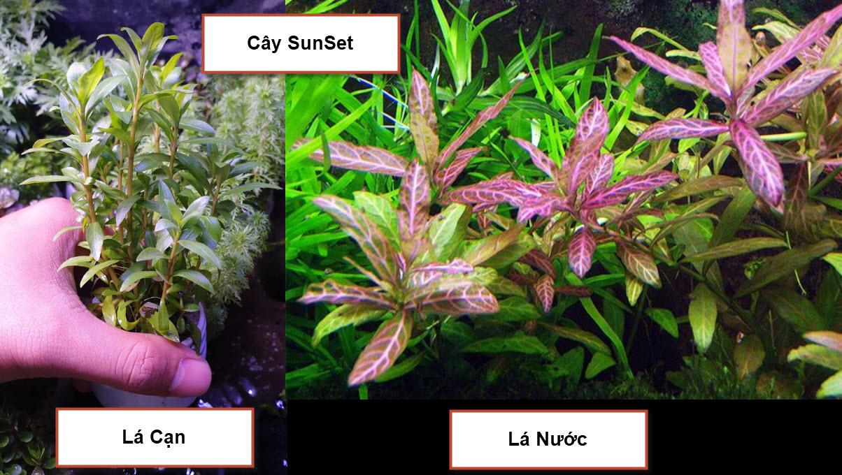 Cây Sunset - Cây cắt Cắm - Cây thủy sinh trung cảnh và hậu cảnh- cây thuỷ sinh dễ trồng không cần CO2