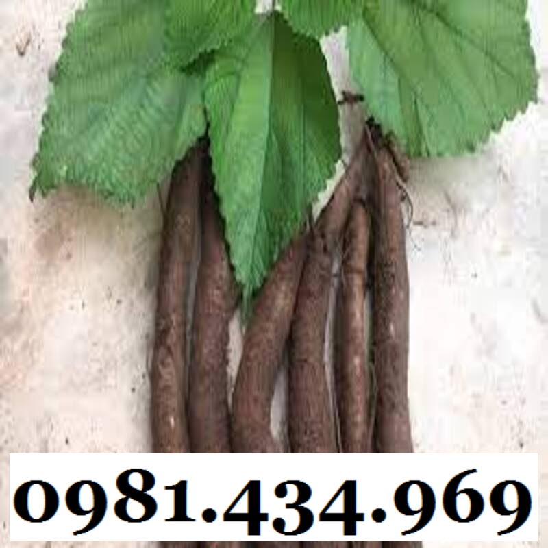 AN THAI- Củ Gai Tươi (Tầm Ma, Trữ Ma Căn) 01KG Ngon