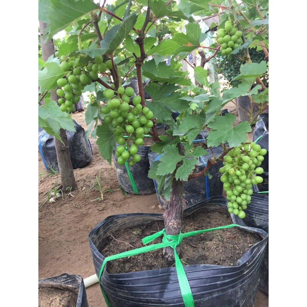 Cây Nho Lùn Pháp (giống ra quả nhanh nhất)