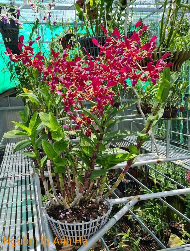 HOA LAN RỒNG LỬA XƯA