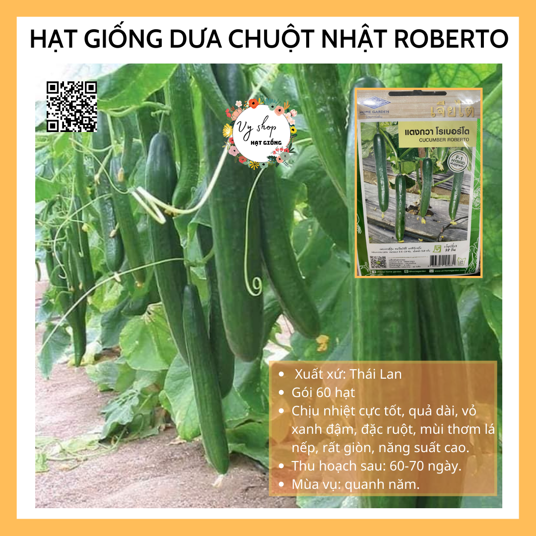 Hạt giống dưa chuột Nhật Roberto