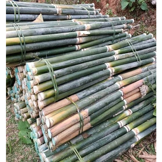bầu cây giống cây giang nhung rừng lá siêu to :thu măng, thu lá, thu ...