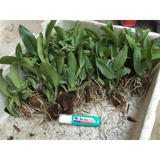 [Cây giống] Lan Cattleya Giống nhiều màu xổ số
