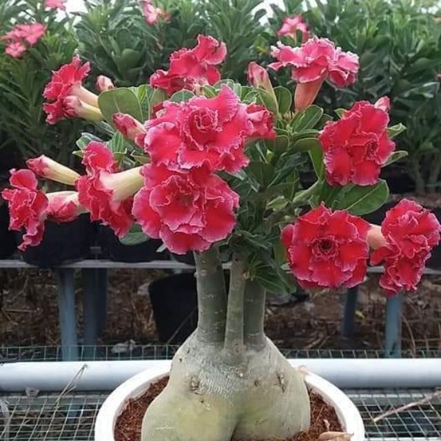 Hạt giống hoa Sứ Thái F1 - Gói 5 hạt