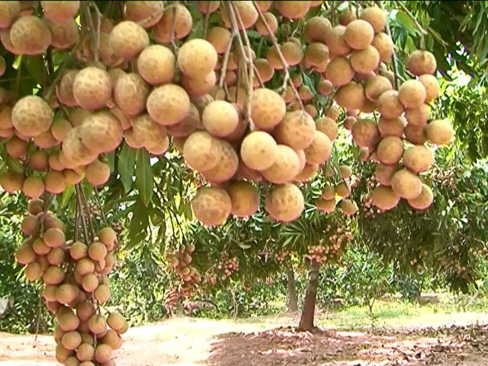 Cây nhãn siêu trái (hay gọi là nhãn Hồng Phúc)