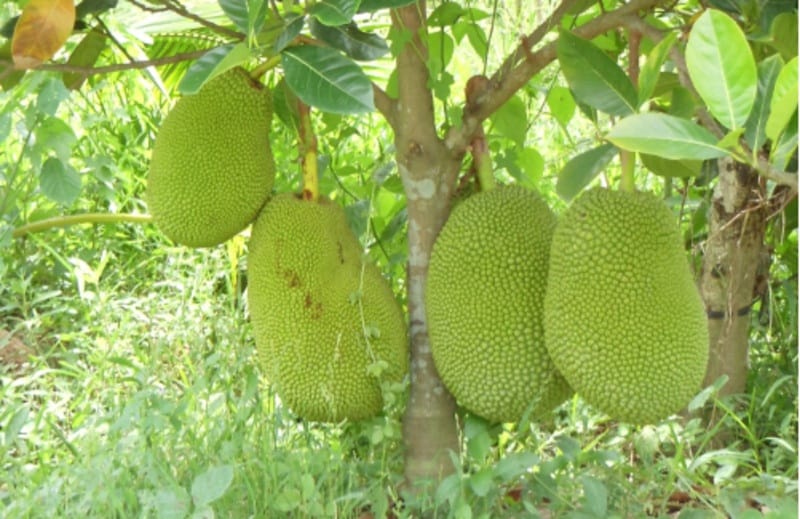 CÂY GIỐNG MÍT THÁI SIÊU SỚM - SIÊU TRÁI, NGỌT MÁT