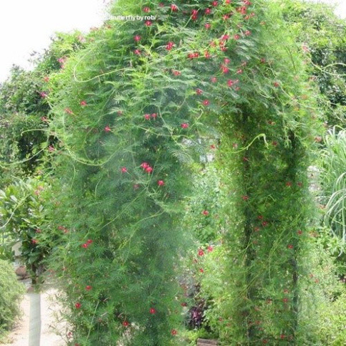 Hạt giống hoa tóc tiên leo giàn gói 50 hạt