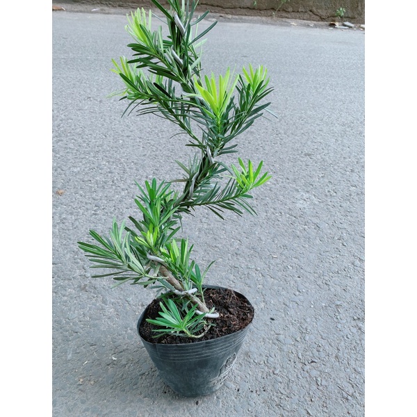 Tùng La Hán Bonsai