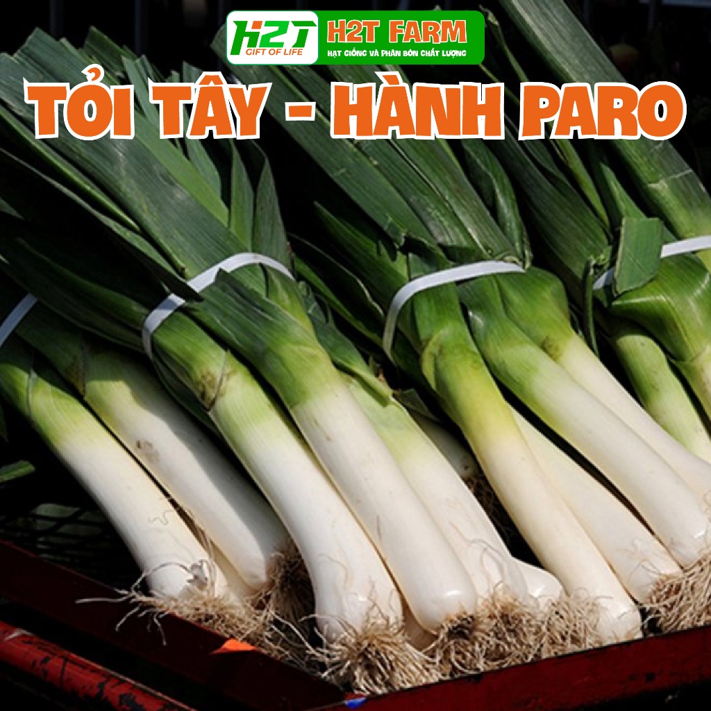 Hạt giống hành boaro, tỏi tây, hành baro, boa rô 1gr - h2t farm