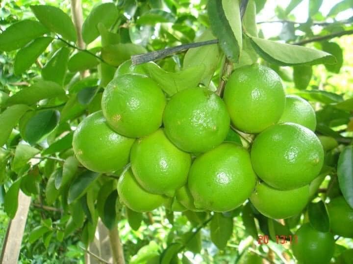 cây giống chanh không hạt