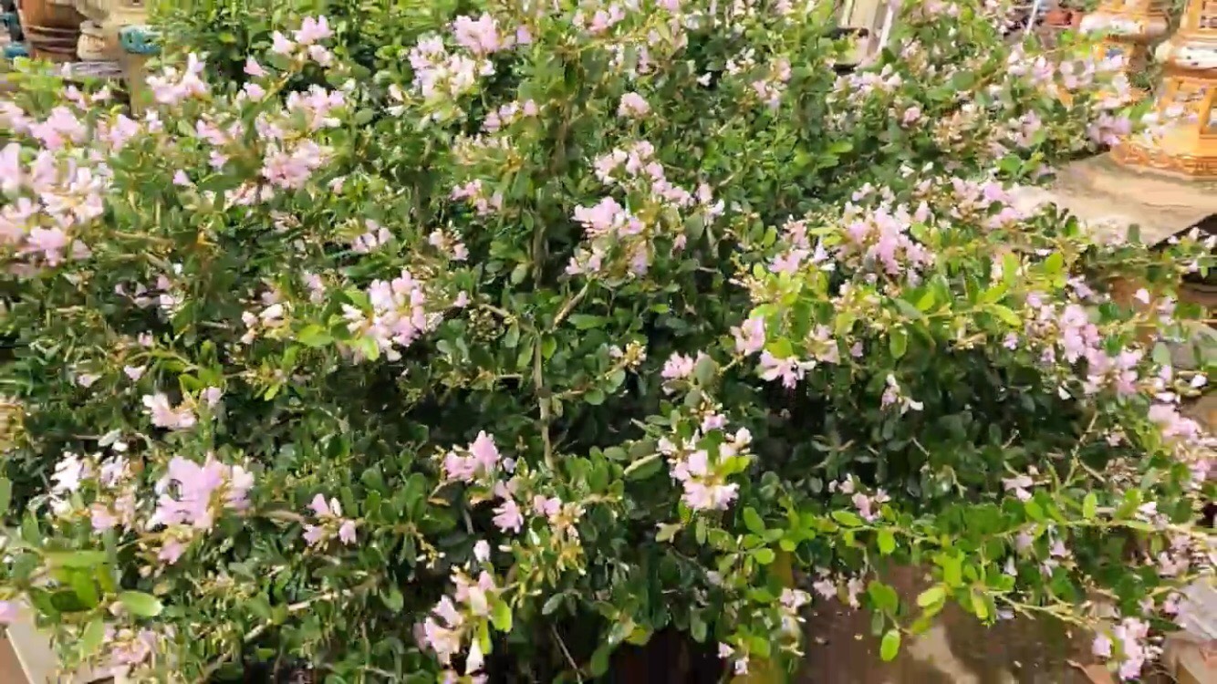 Linh sam trắng phớt hồng