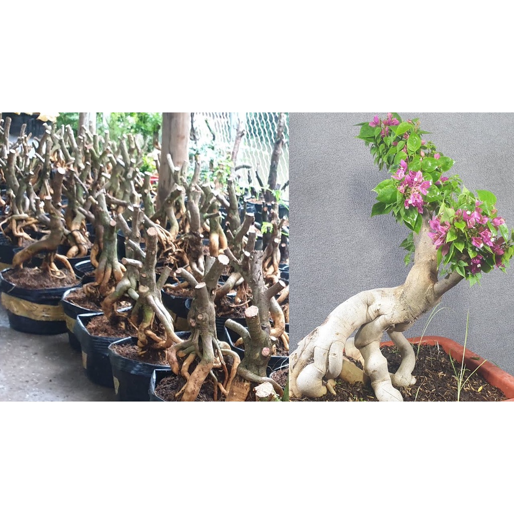 Phôi gốc Hoa giấy Mỹ bonsai
