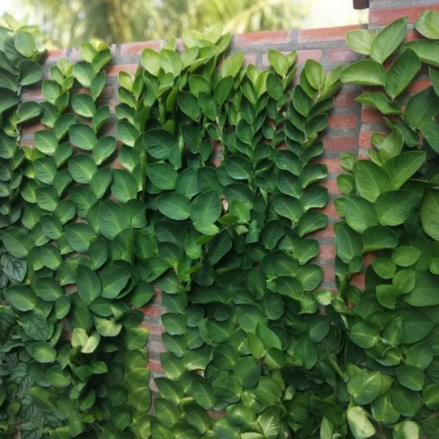 Cây tắc kè thái leo tường siêu đẹp -bầy cây giống