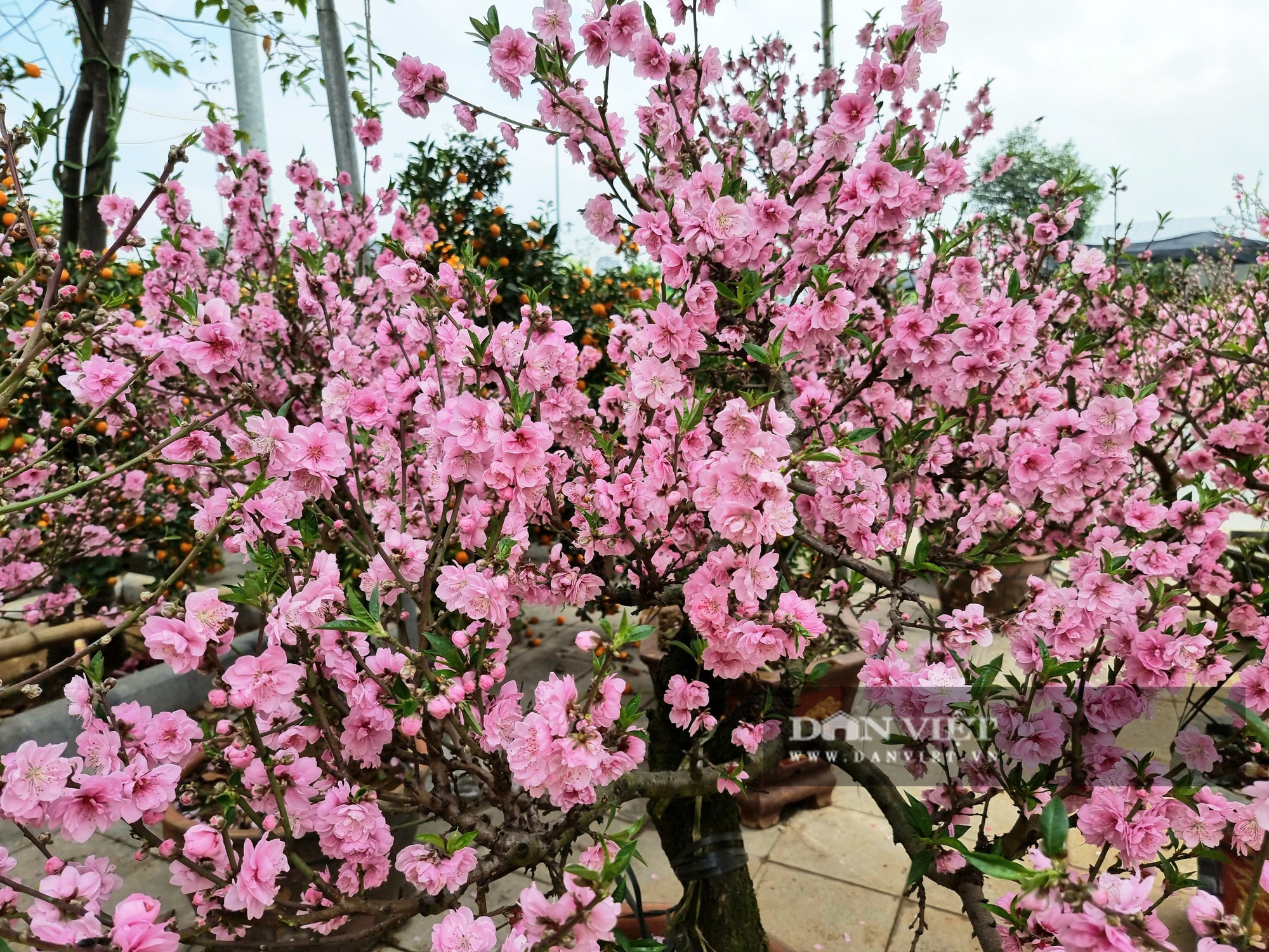 Cây đào mộc châu - cây giống