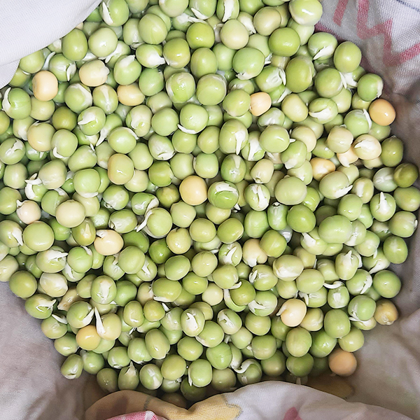 Đậu Hà Lan khô nhập khẩu túi 05 kg