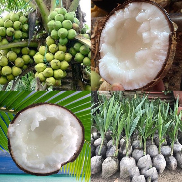 Combo 2 cây dừa sáp cây giống chuẩn, chất lượng
